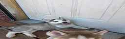Siberian Husky dogs for sale: Zeek - Ad 3