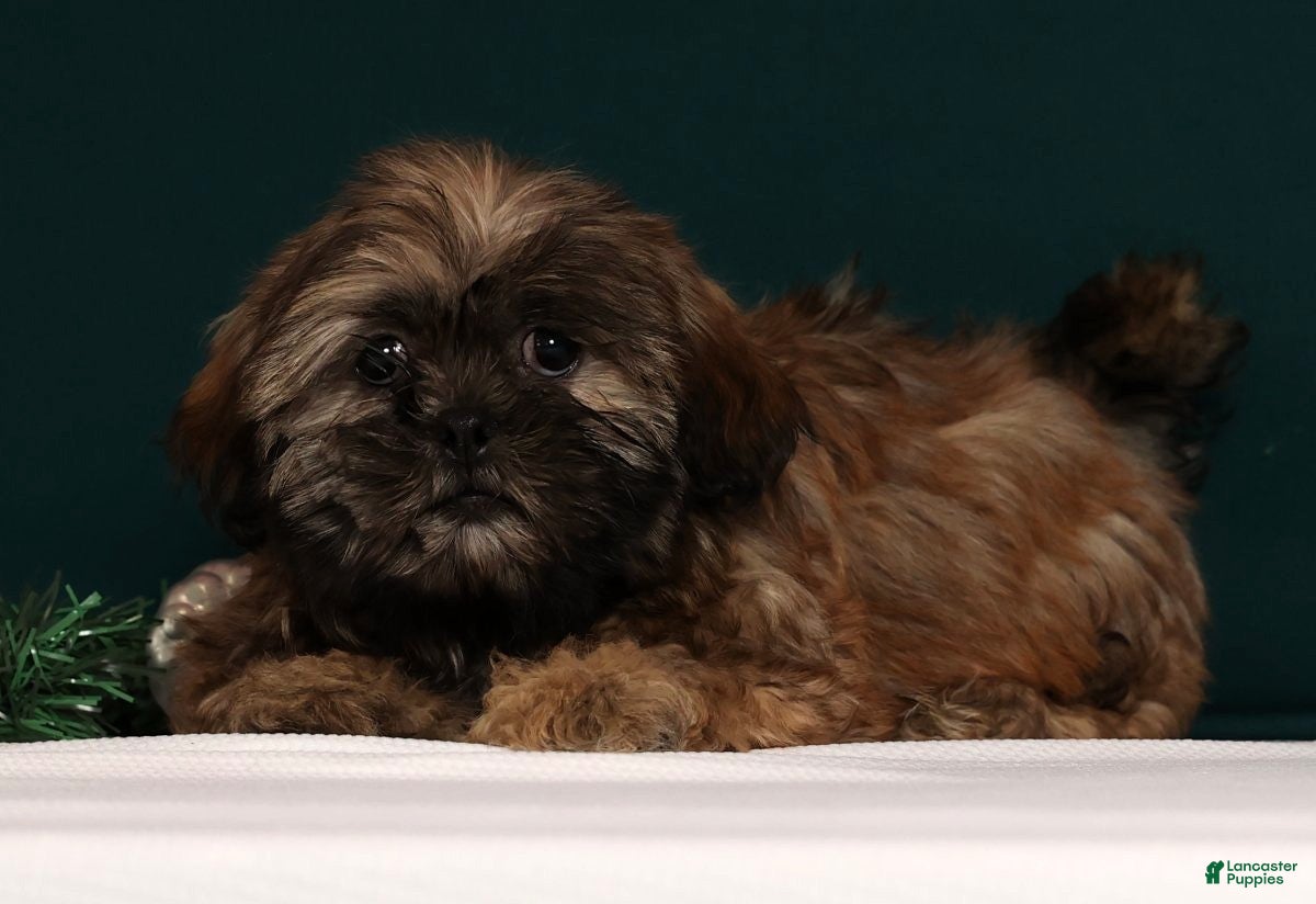 Teddy Bear dogs Crystal - Ad 13