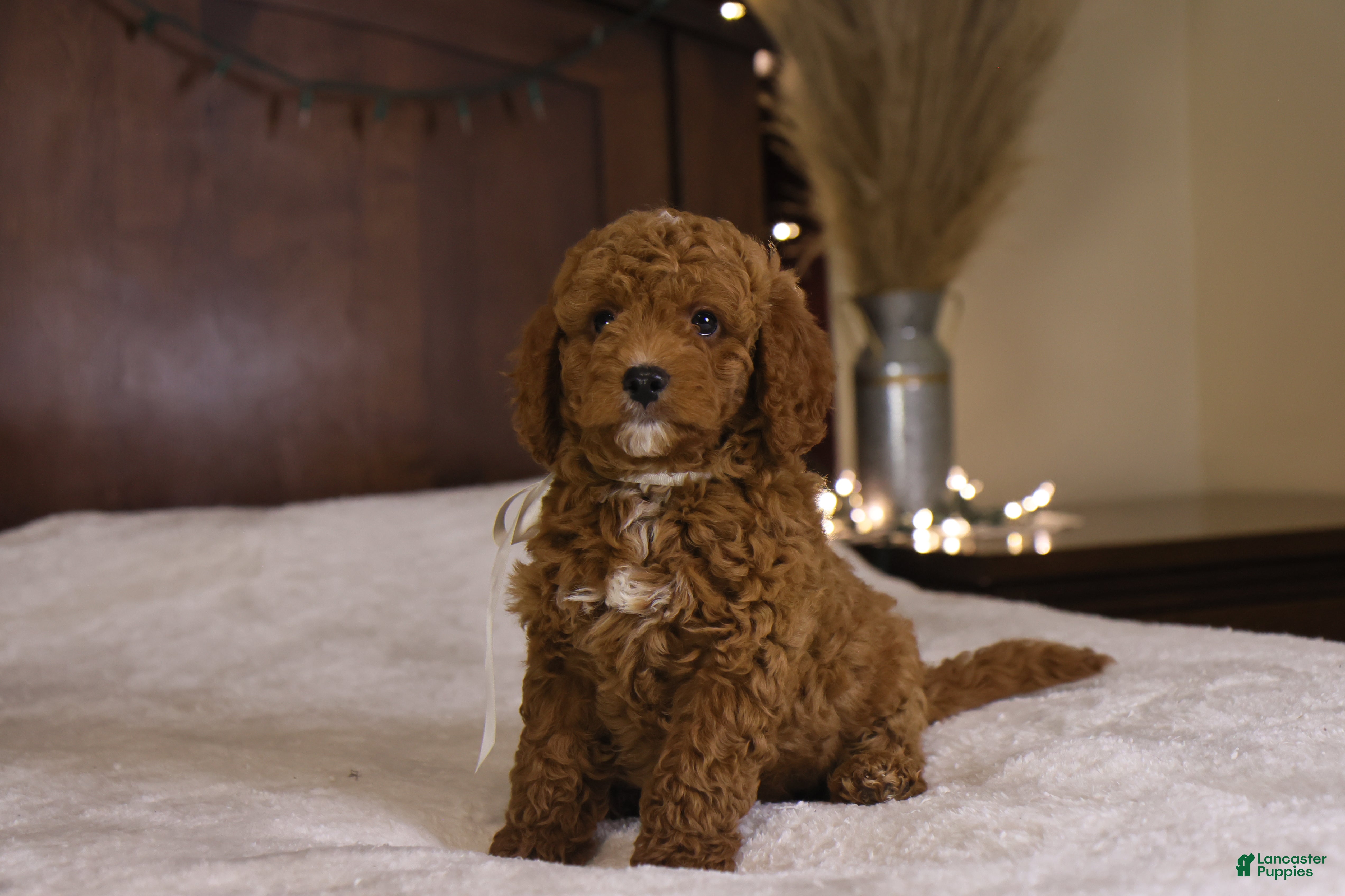 Goldendoodle dogs Sam - Ad 11