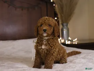 Goldendoodle dogs Sam - Ad 33