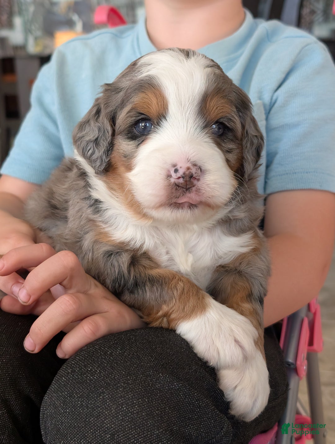 Mini Bernedoodle dogs for sale: Mini Sadie  - Ad 13