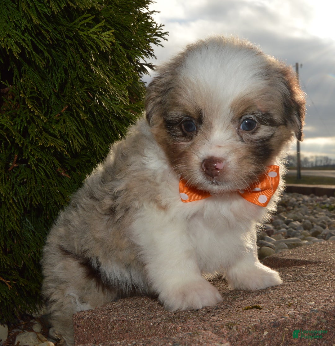 Mini Aussiedoodle dogs for sale: Toy Axel - Ad 13