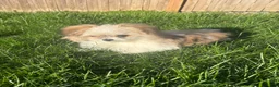 Shihpoo dogs for sale: Shihpoo 4 - Ad 7