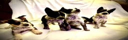 Australian Cattle Dog dogs for sale: Australian Cattle Dog 5 - Ad 3