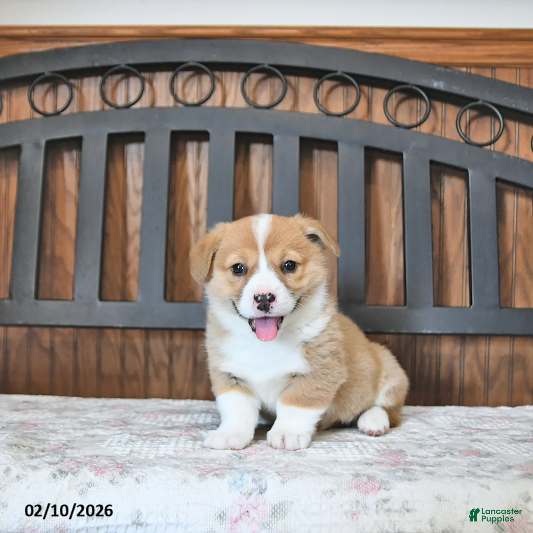 Welsh Corgi Pembroke dogs for sale: Tater - Ad 5