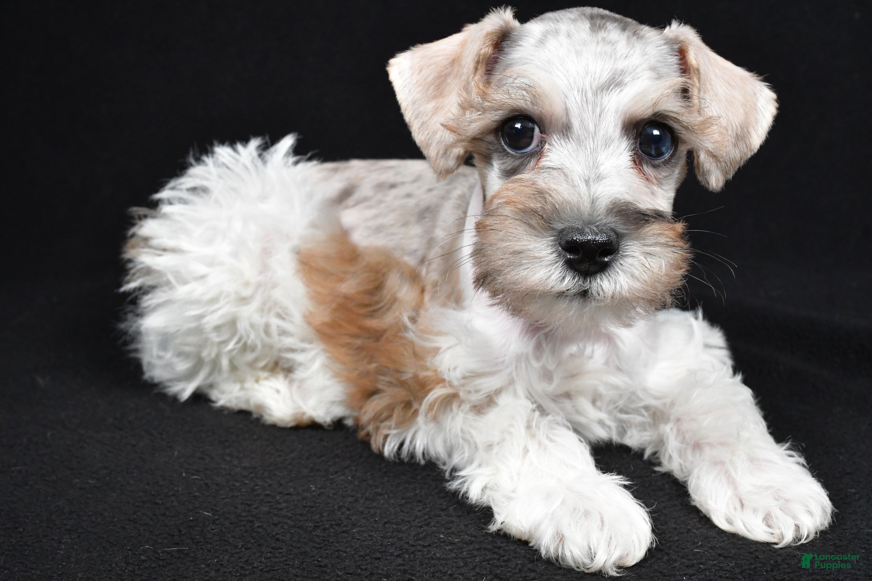 Schnoodle dogs Meno - Ad 1
