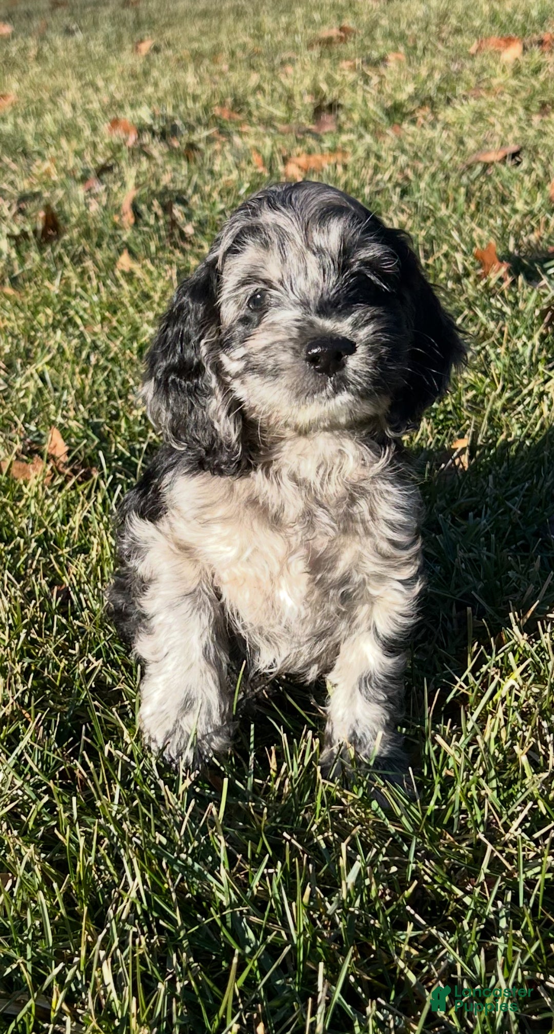 Cockapoo dogs for sale: Volt - Ad 1