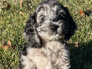 Cockapoo dogs Volt - Ad 24