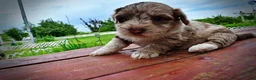 Havapoo dogs for sale: Star - Ad 16