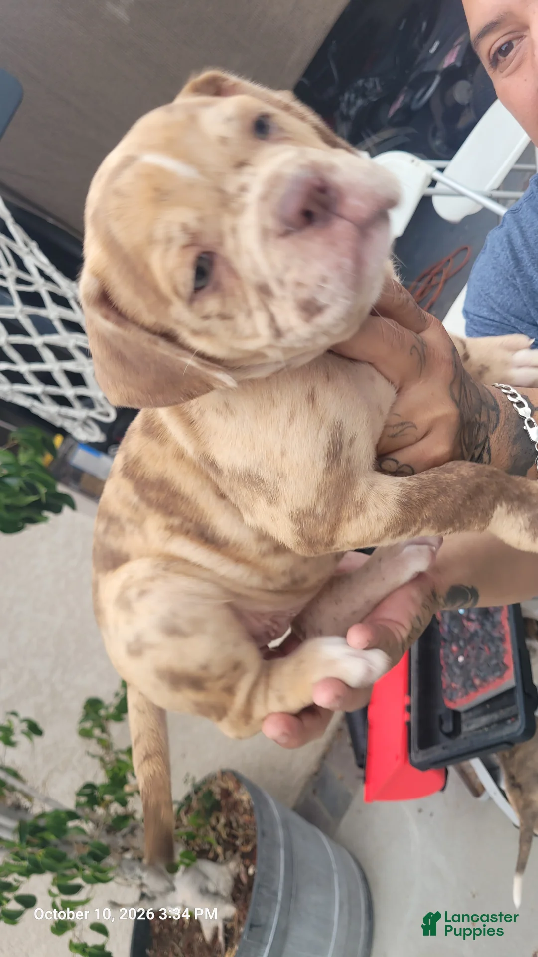 Mixed Breed dogs for sale: Mixed Breed 2 - Ad 2