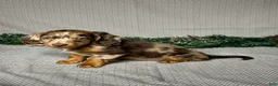 Miniature Dachshund dogs for sale: Zoey - Ad 2