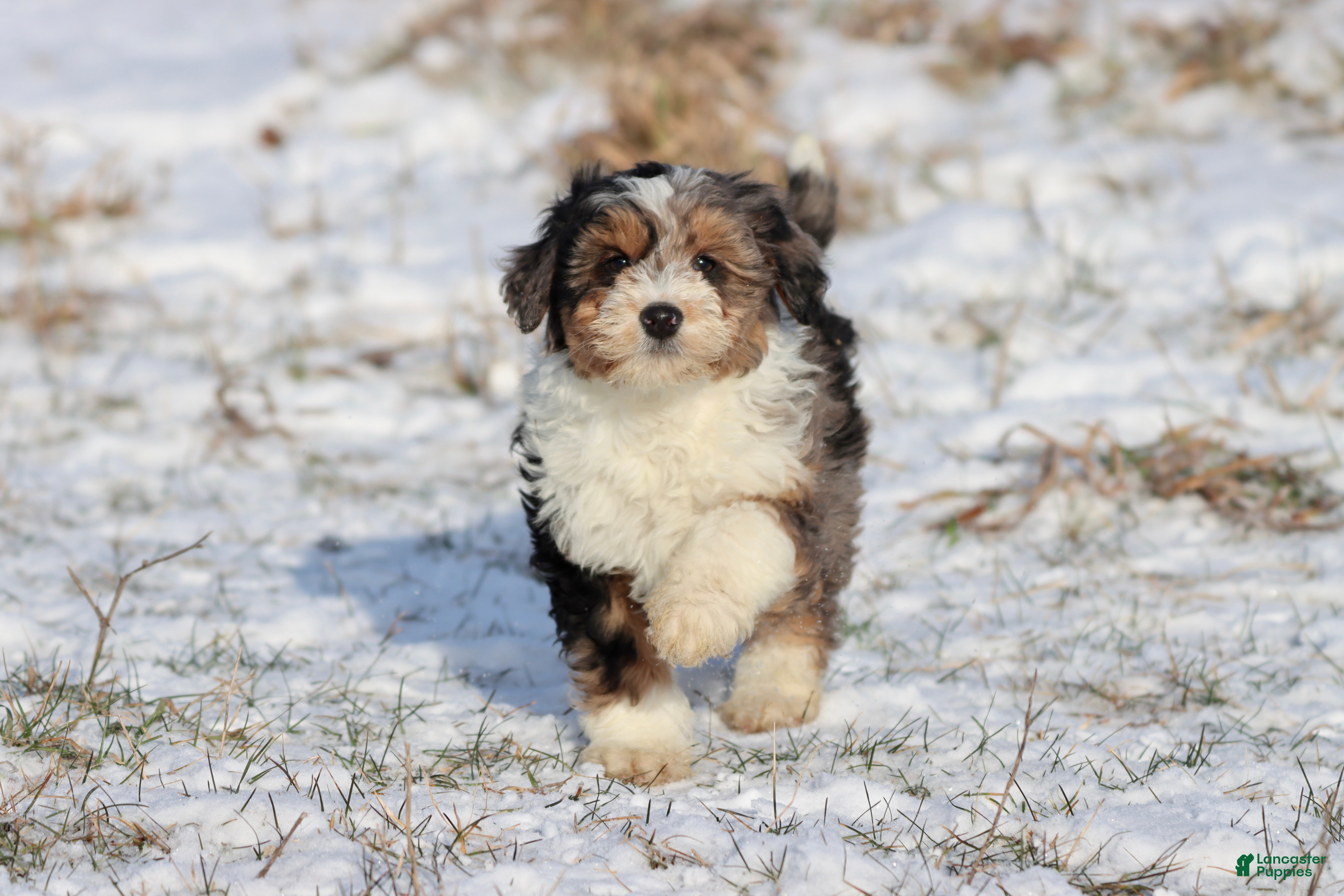 Mini Aussiedoodle dogs Iced Slushy  - Ad 16