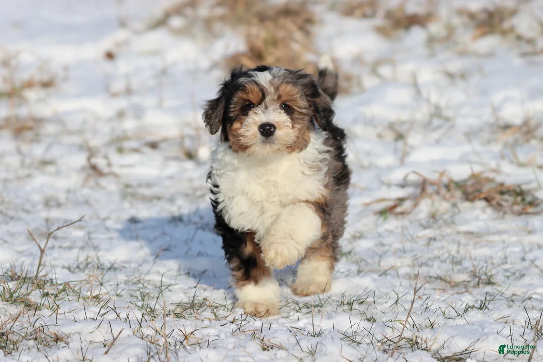 Mini Aussiedoodle dogs for sale: Iced Slushy  - Ad 1