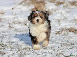 Mini Aussiedoodle dogs Iced Slushy - Ad 26