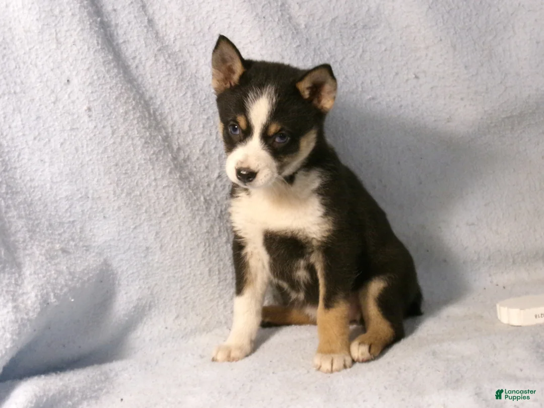 Pomsky dogs for sale: Pansy - Ad 5