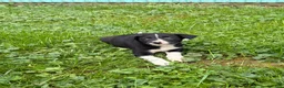 Border Collie dogs for sale: Barb Border Collie  - Ad 2