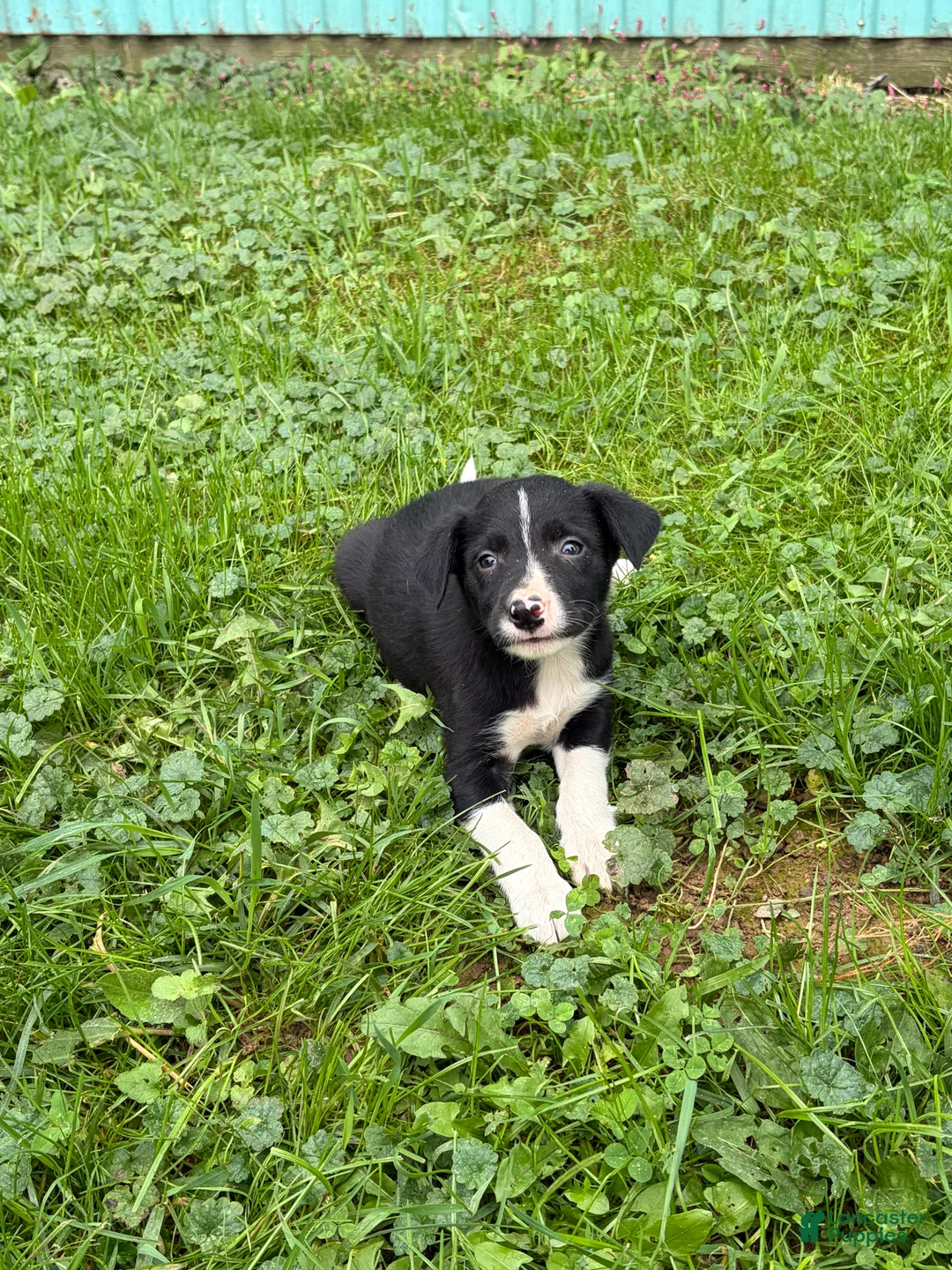 Border Collie dogs for sale: Barb Border Collie  - Ad 2