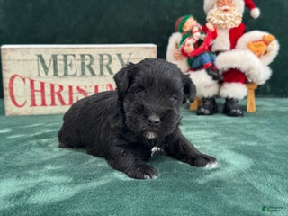 Miniature Schnauzer dogs Sadie Female 2 - Ad 4