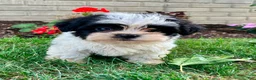 Teddy Bear dogs for sale: Charlie - Ad 12