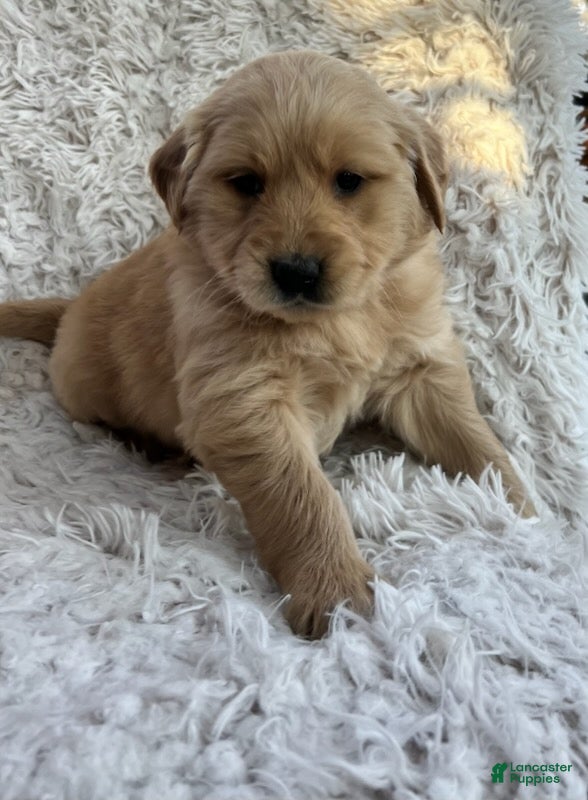 Golden Retriever dogs Lola - Ad 2