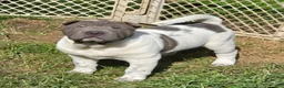 Shar Pei dogs for sale: Blue Berry  - Ad 11