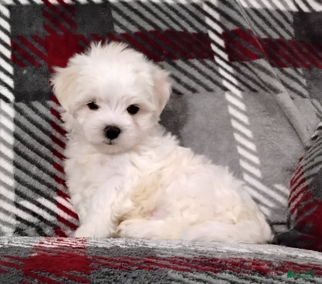 Maltese dogs for sale: Dakota - Ad 1