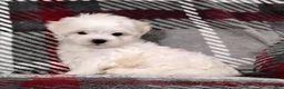 Maltese dogs for sale: Dakota - Ad 2
