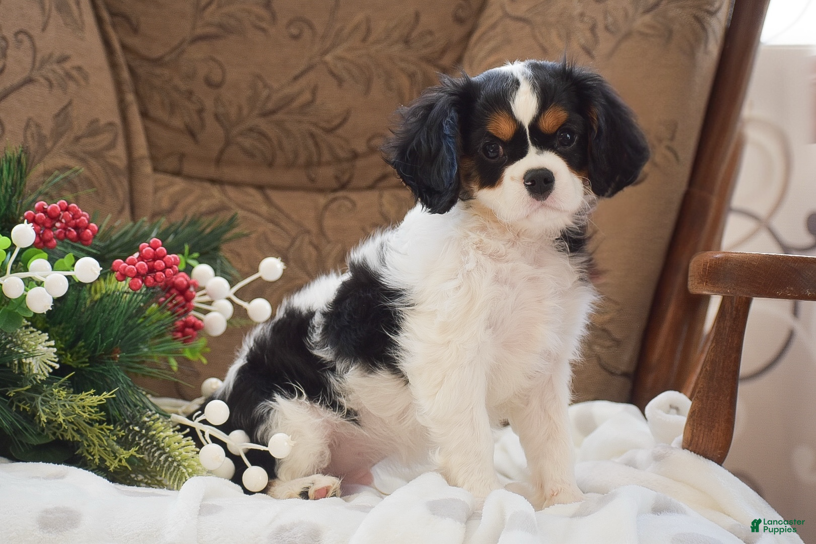 Cavalier King Charles Spaniel dogs Justin - Ad 34