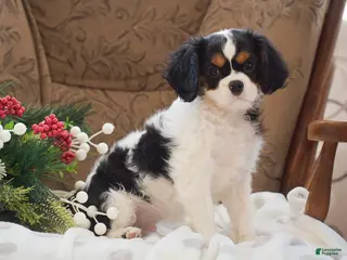Cavalier King Charles Spaniel dogs Justin - Ad 34