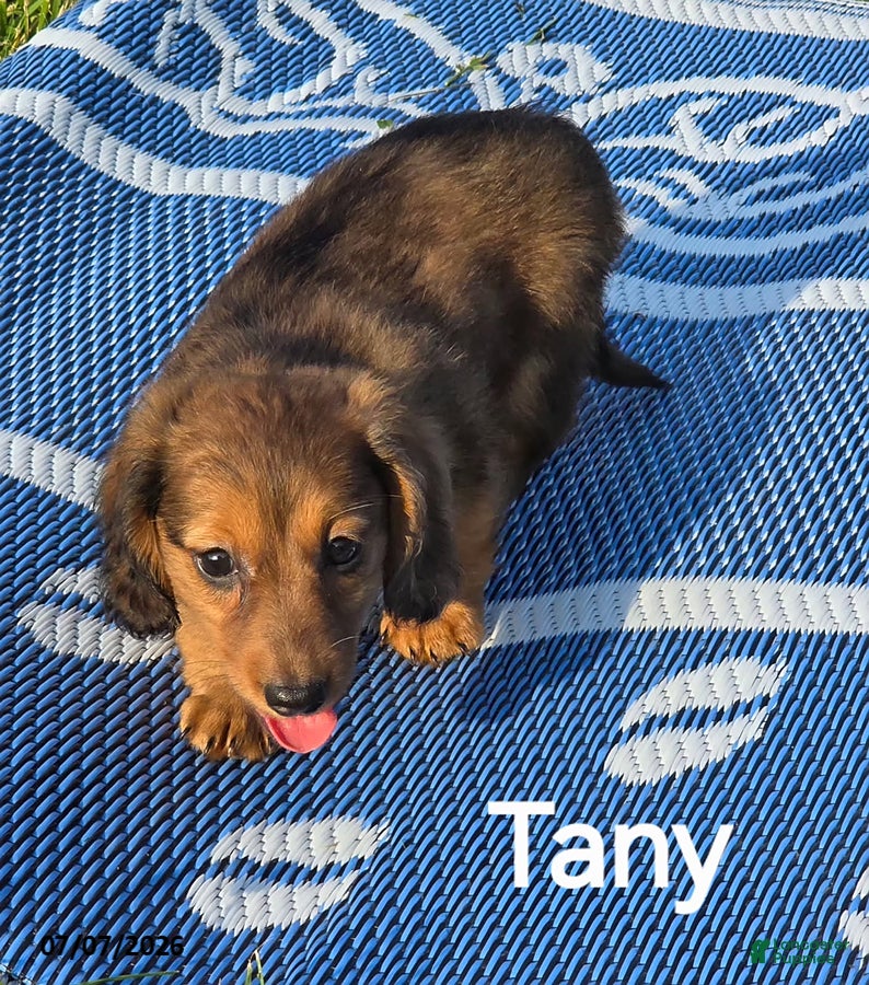 Dachshund dogs Tany - Ad 1