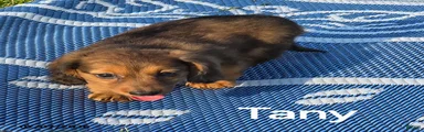 Tany