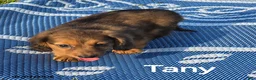 Dachshund dogs for sale: Tany - Ad 1