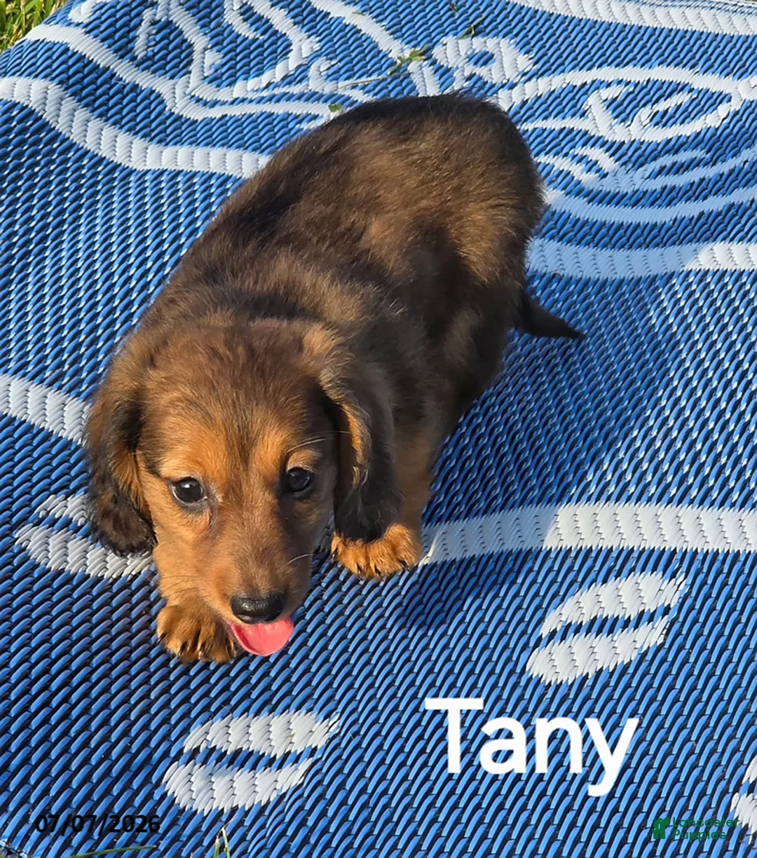 Dachshund dogs for sale: Tany - Ad 1