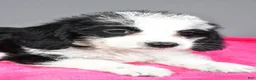 Mixed Breed dogs for sale: Oreo - Ad 3