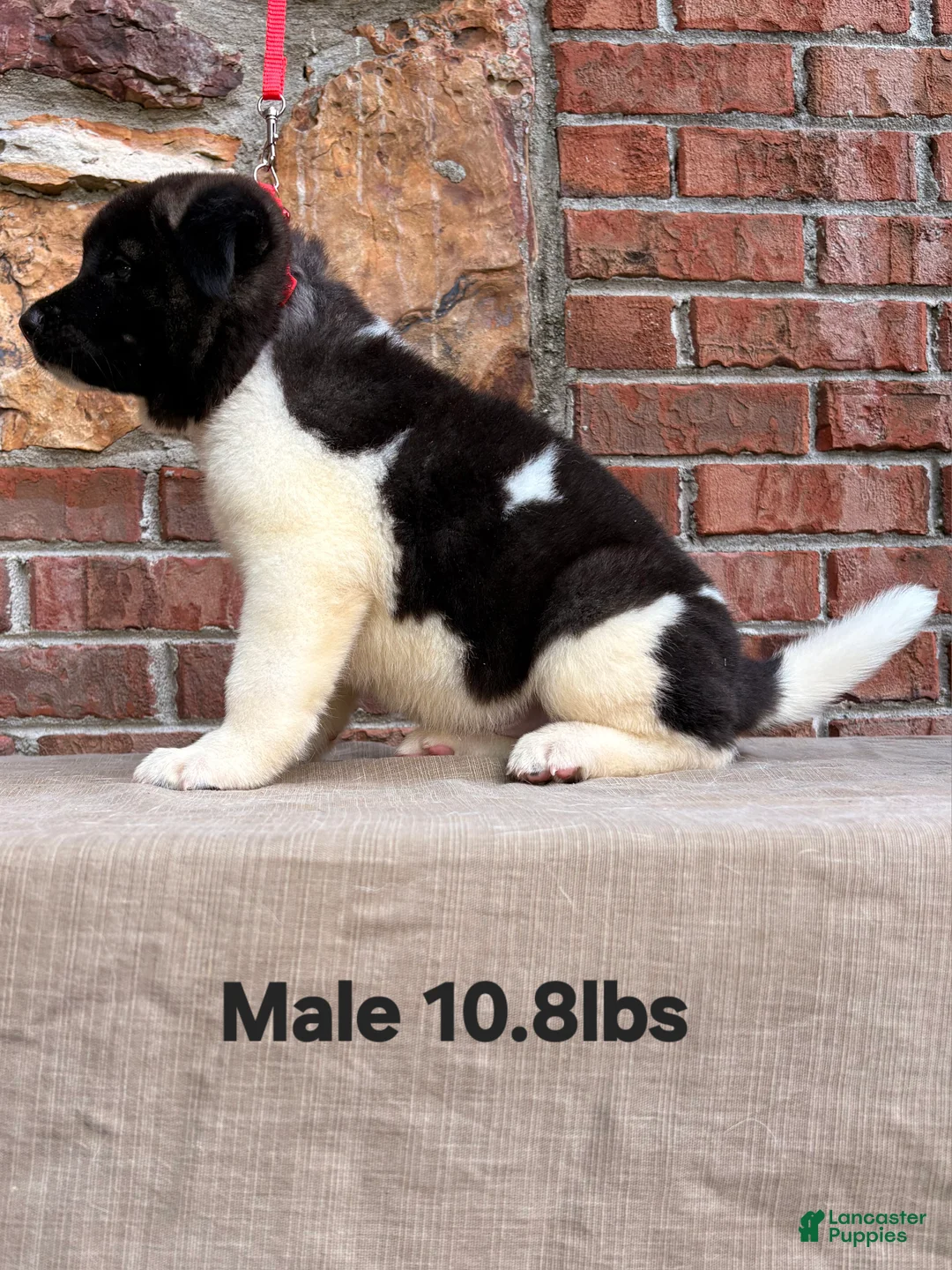 Akita dogs for sale: Akita Puppy 3 - Ad 2
