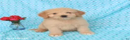 Goldendoodle dogs for sale: Tommy - Ad 1