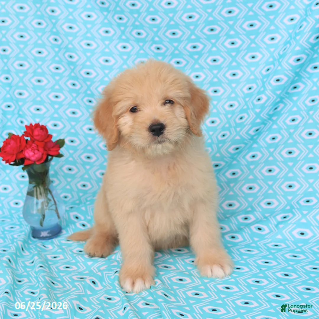 Goldendoodle dogs for sale: Tommy - Ad 1