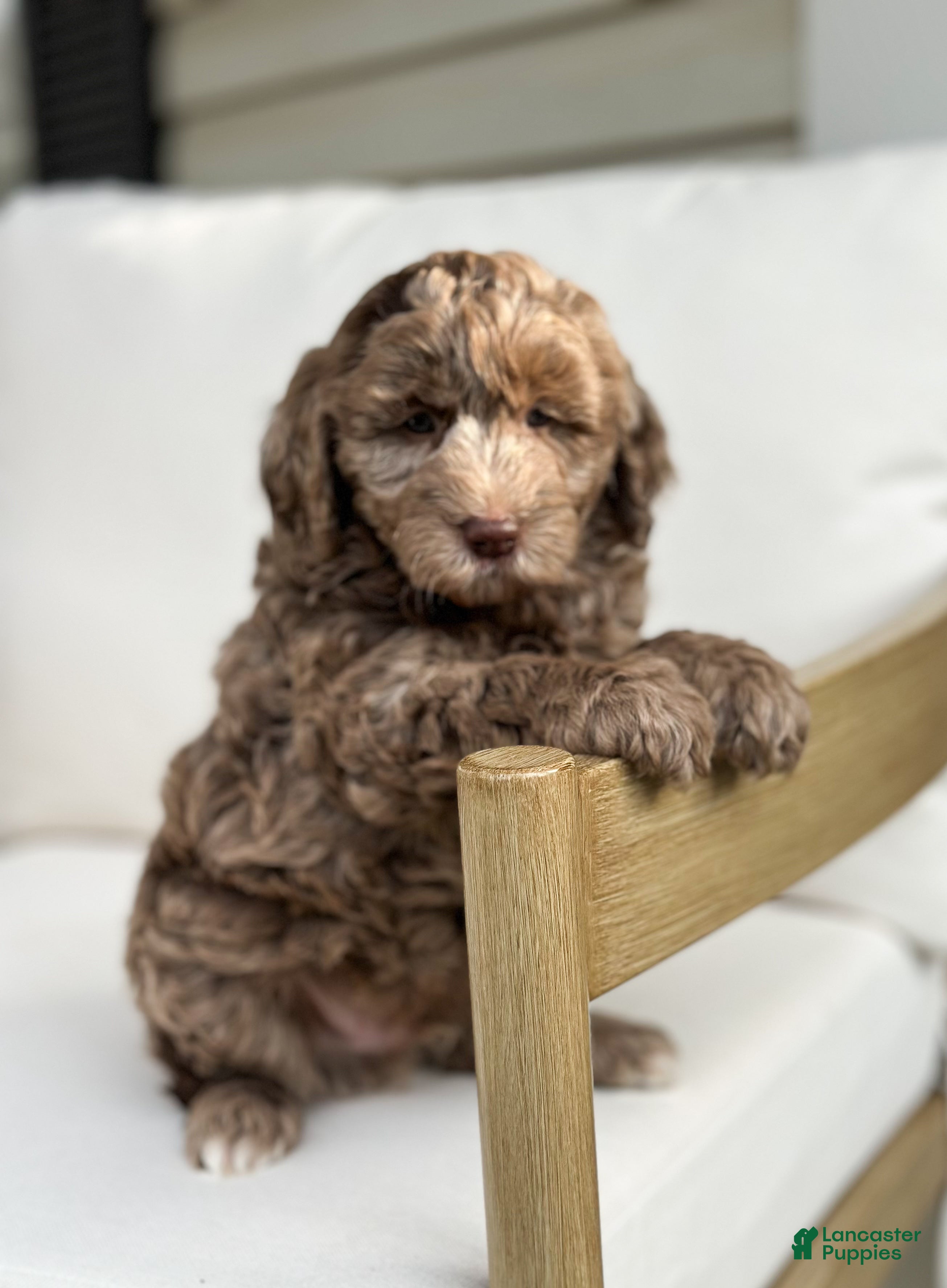 Mini Goldendoodle dogs Teddy - Ad 1