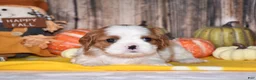 Cavalier King Charles Spaniel dogs for sale: Clove - Ad 4