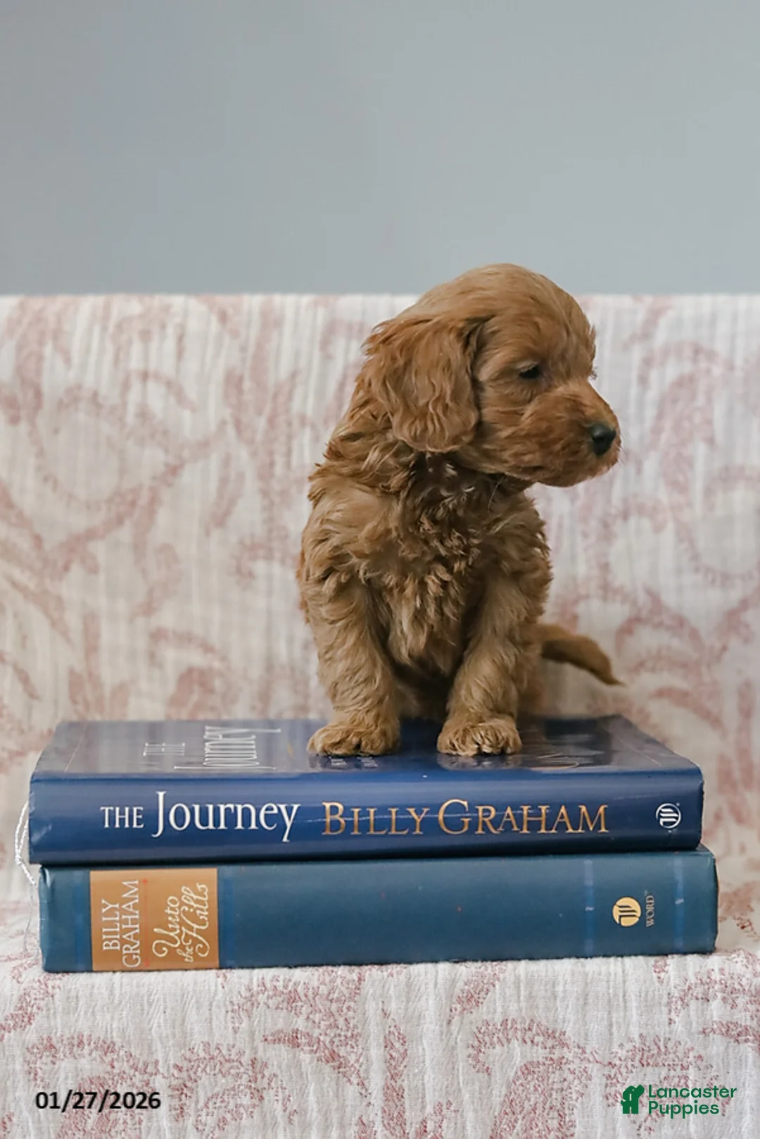 Cockapoo dogs for sale: Justin - Ad 4