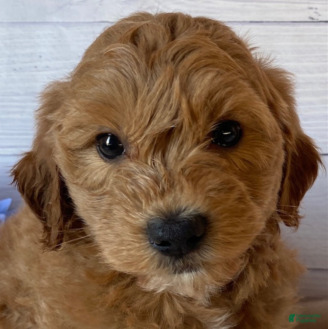 Mini Goldendoodle dogs for sale: Kirby - Ad 3