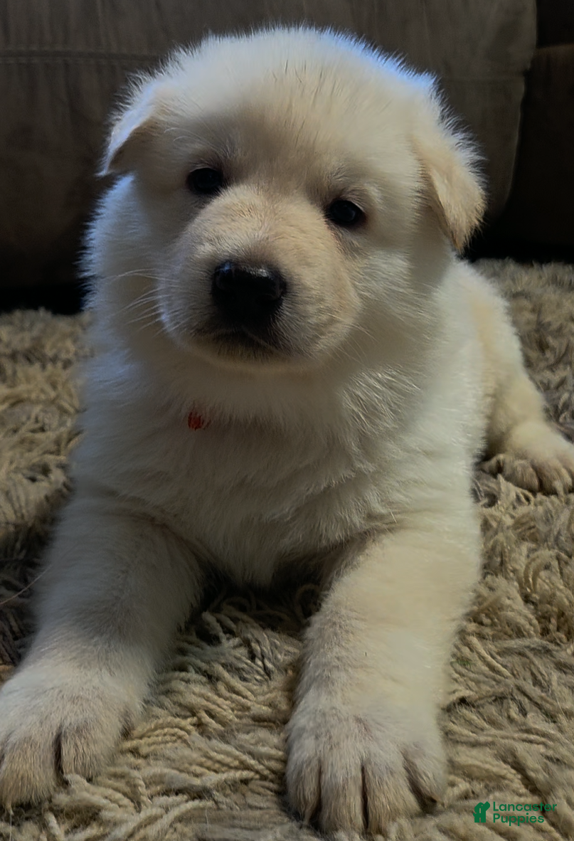 German Shepherd dogs White German Shepherd Puppy - Red - Ad 18