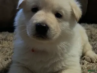 German Shepherd dogs White German Shepherd Puppy - Red - Ad 18