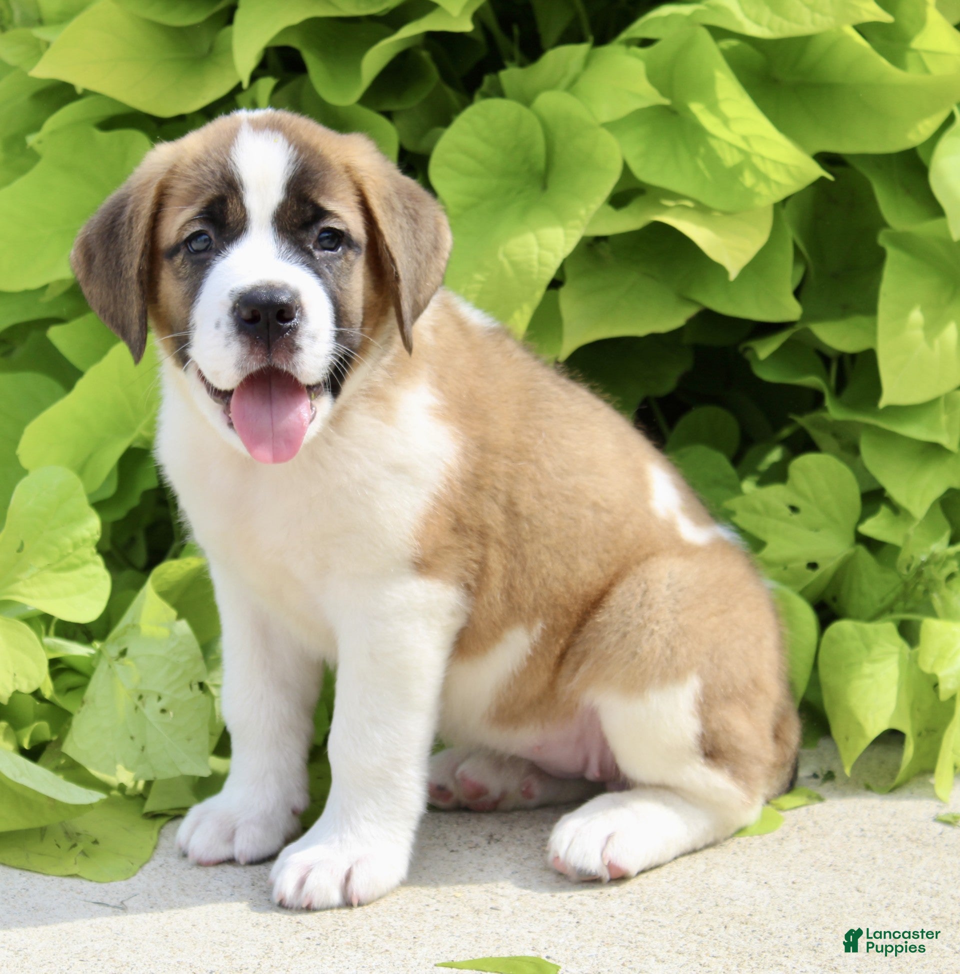 Saint Bernard dogs Gracie Beth - Ad 2