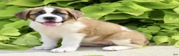 Saint Bernard dogs for sale: Gracie Beth - Ad 2