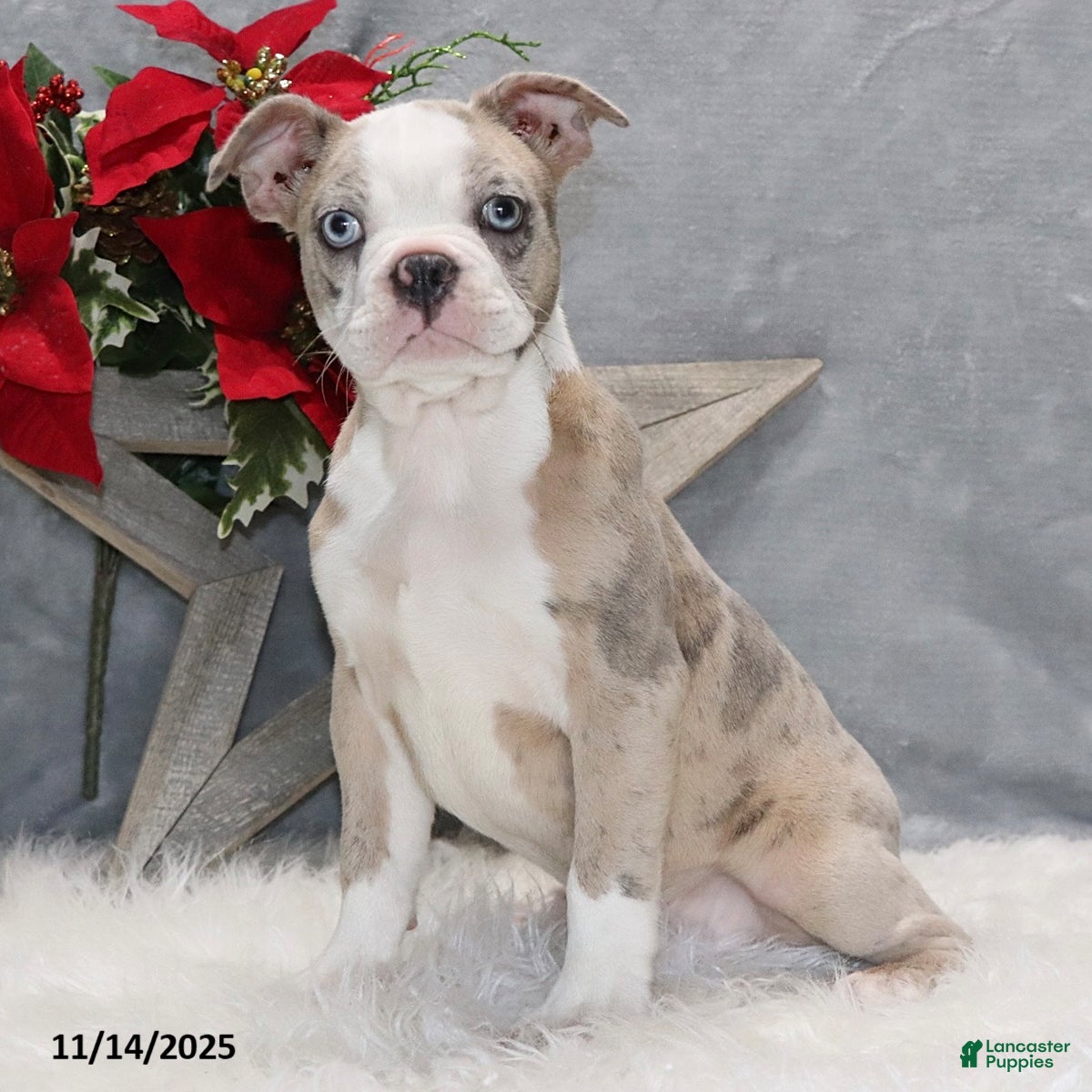 Frenchton dogs Huckleberry - Ad 14
