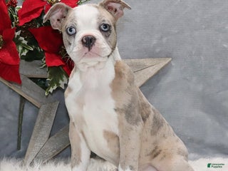 Frenchton dogs Huckleberry - Ad 14