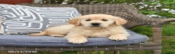 Golden Retriever dogs for sale: Mae  - Ad 4