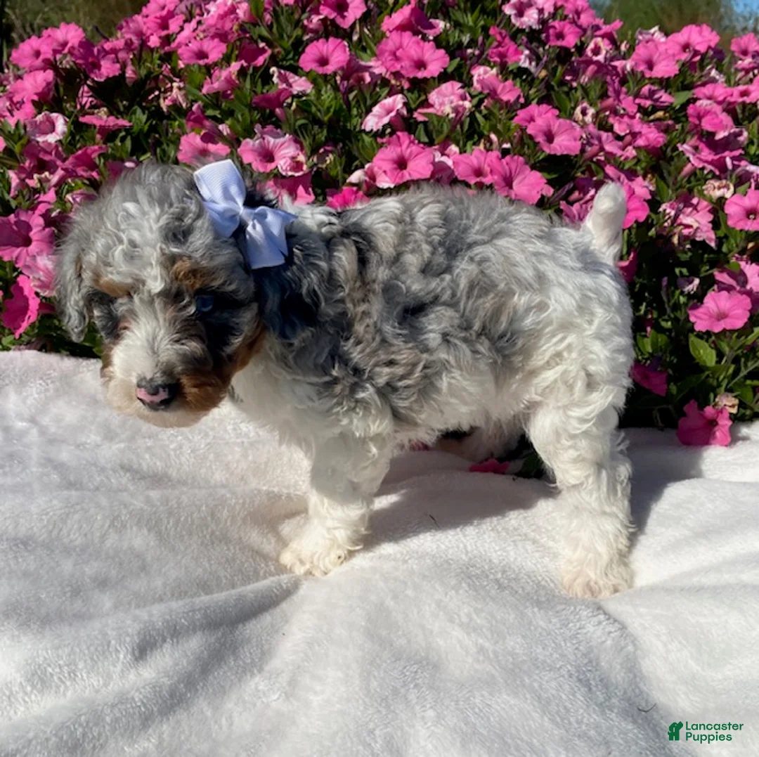 Mini Bernedoodle dogs for sale: Rose - Ad 2