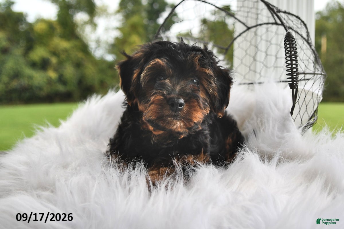 Morkie dogs Princess  - Ad 1